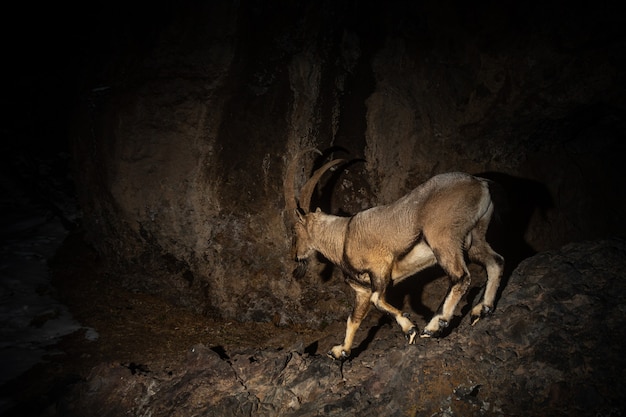 自然生息地の野生のベゾアールヤギBezoaribex Capra aegagrus