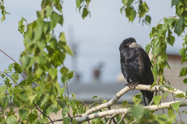 悪天候、雨の中の野鳥の生活