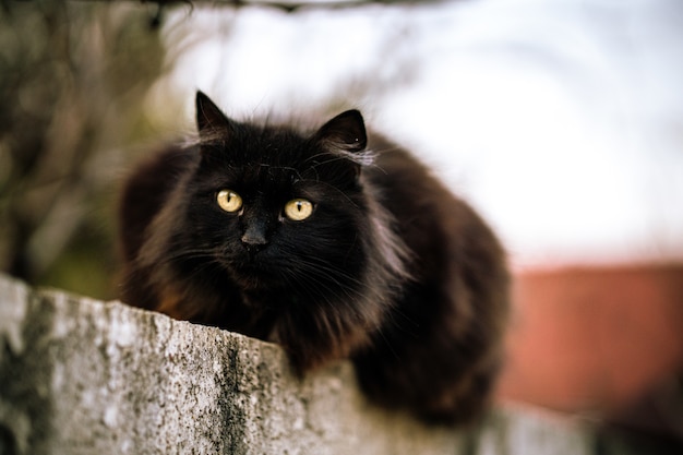 Wild black cat with green eyes