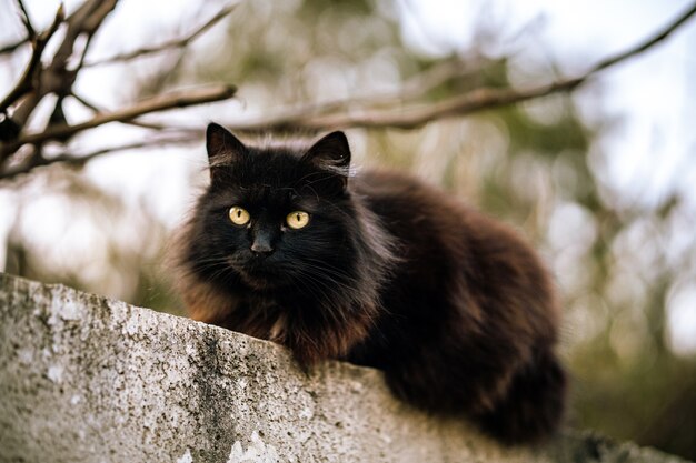 緑の目を持つ野生の黒猫