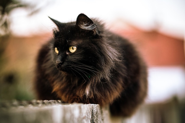 Дикая черная кошка с зелеными глазами