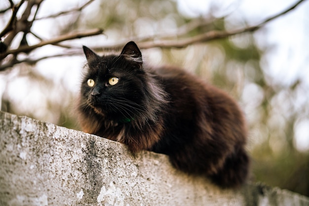 녹색 눈을 가진 야생 검은 고양이