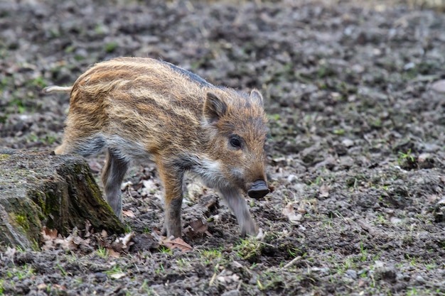 Wild boar baby running in mud