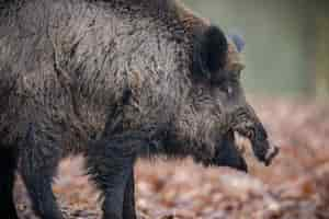 무료 사진 야생 멧돼지 자연 서식지 위험한 숲 속의 동물 체코 공화국 자연 sus scrofa