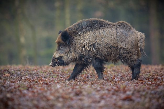 Кабан в природе среда обитания опасное животное в лесу чешская республика природа сус скрофа Premium Фотографии