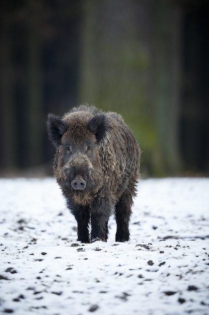 무료 사진 야생 멧돼지 자연 서식지 위험한 숲 속의 동물 체코 공화국 자연 sus scrofa