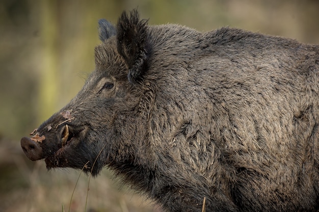 무료 사진 야생 멧돼지 자연 서식지 위험한 숲 속의 동물 체코 공화국 자연 sus scrofa