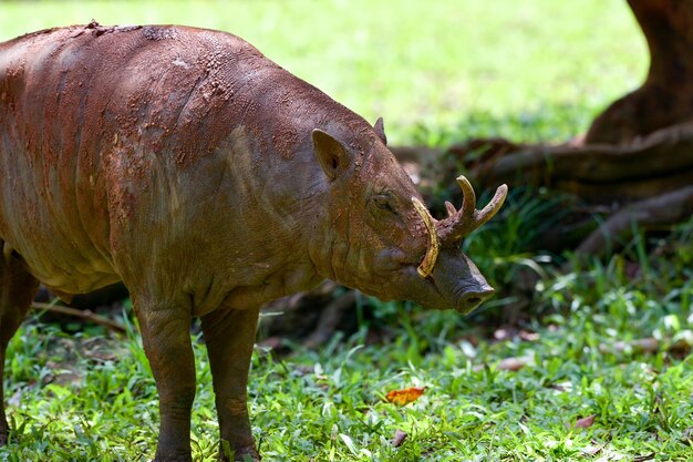 The wild boar looks like it's looking for food