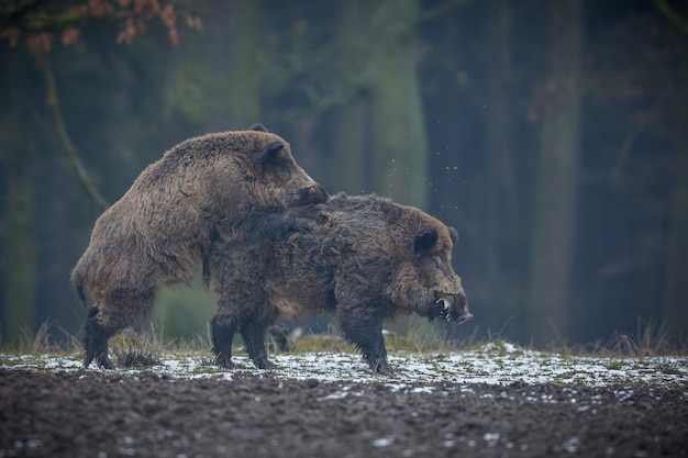 自然生息地のイノシシ森の危険な動物チェコ共和国自然susscrofa