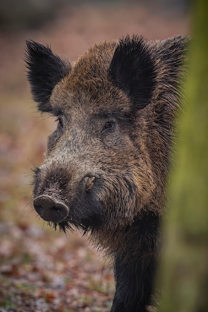 wild boar in the nature habitat dangerous animal in the forest czech republic nature sus scrofa