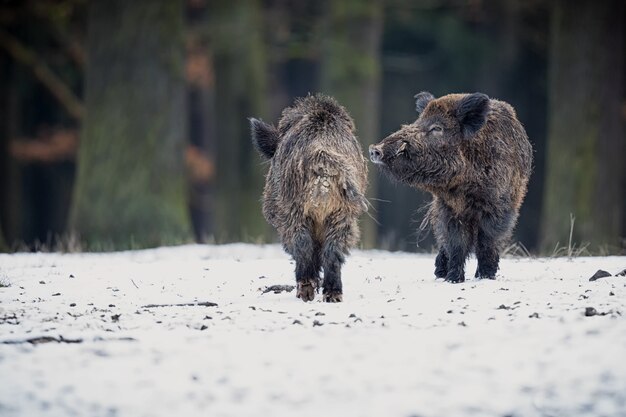 wild boar in the nature habitat dangerous animal in the forest czech republic nature sus scrofa