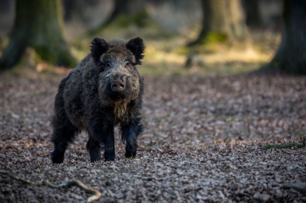 wild boar in the nature habitat dangerous animal in the forest czech republic nature sus scrofa
