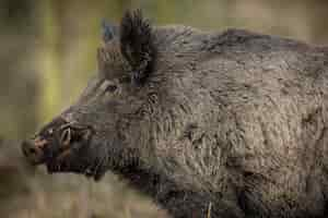 Free photo wild boar in the nature habitat dangerous animal in the forest czech republic nature sus scrofa