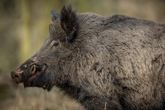 wild boar in the nature habitat dangerous animal in the forest czech republic nature sus scrofa