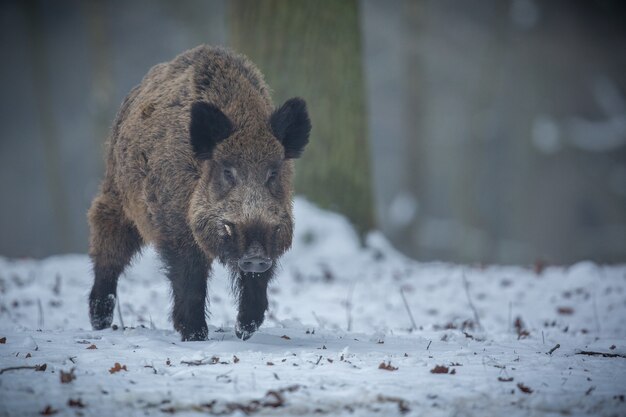 wild boar in the nature habitat dangerous animal in the forest czech republic nature sus scrofa