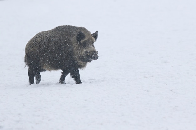 Wild boar in the nature habitat. European wild boar. Sus scrofa.