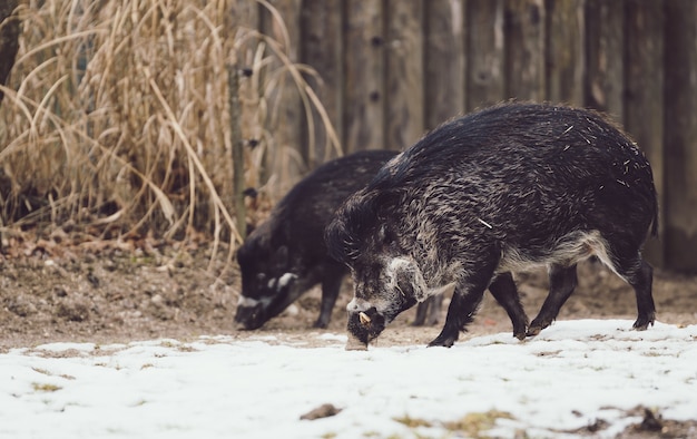 Wild boars foraging for food in the snow covered ground