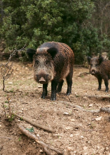 wild boars in nature