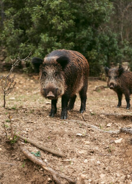 Wild boars in nature