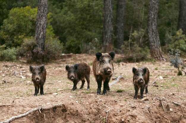 wild boars in nature