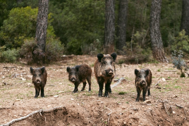 Wild boars in nature
