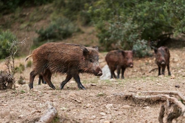 Wild boars in nature