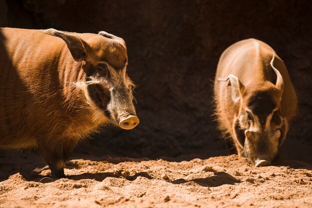 Wild boars