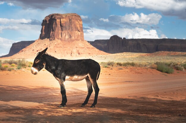 Wild burro in front of a scenic cinematic landscape, Arizona