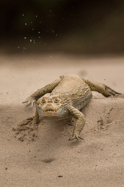 自然生息地の野生のカイマン野生のブラジルブラジルの野生生物パンタナール