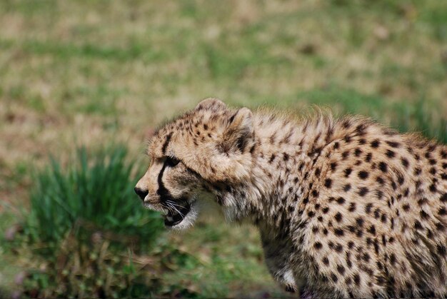 Wild Cheetah on a Prairie in the Wild