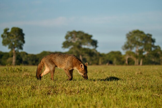 ブラジルのパンタナールでキツネやマイコンを食べる野生のカニ