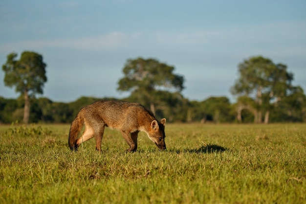 Wild crab eating fox or maikong in brazilian pantanal
