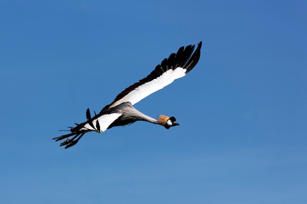 Wild crane flying in blue sky in summer