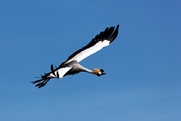 Wild crane flying in blue sky in summer