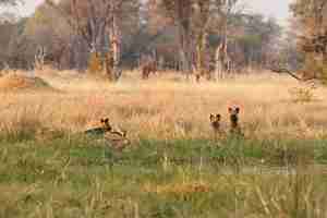 Foto gratuita cani selvatici a caccia di impala disperati