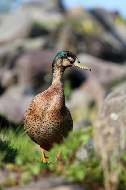 Wild duck eating