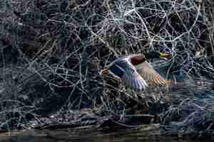 Free photo wild duck flying next to the branches of a tree