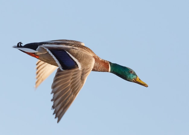 Wild duck flying