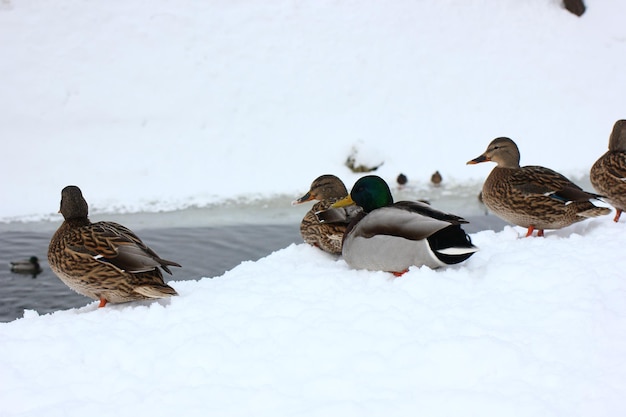 Wild ducks in winter conditions near a nonfreezing reservoir
