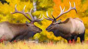 Free photo wild elk in nature with wilderness landscape