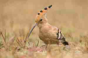 Free photo wild eurasian hoopoe in the nature habitat