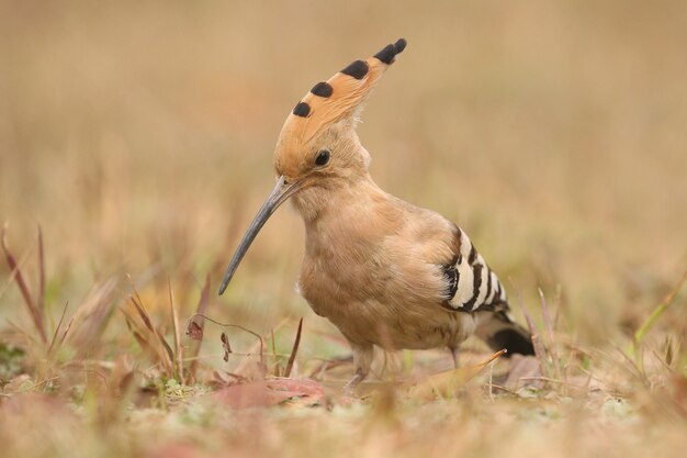 Wild eurasian hoopoe in the nature habitat