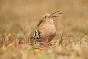 Foto gratuita upupa eurasiatica selvatica nell'habitat naturale