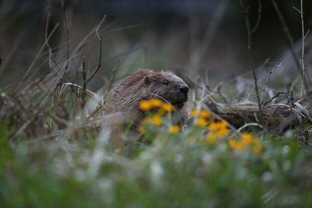 wild european beaver in the beautiful nature habitat in czech republic