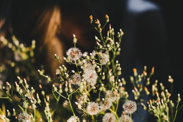 フィールドに野生の花