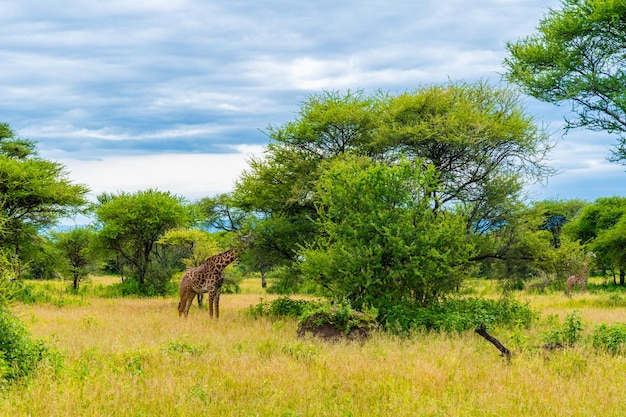 Wild giraffes eating the leaves of a tree in Tanzania