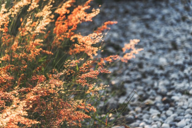 Wild grass growing in nature