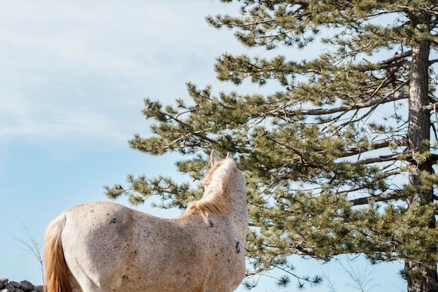 屋外の森の野生の馬