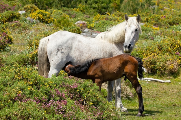 Wild horses in a field captured during the daytime