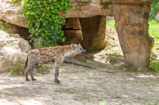 動物園をさまよう野生のハイエナ